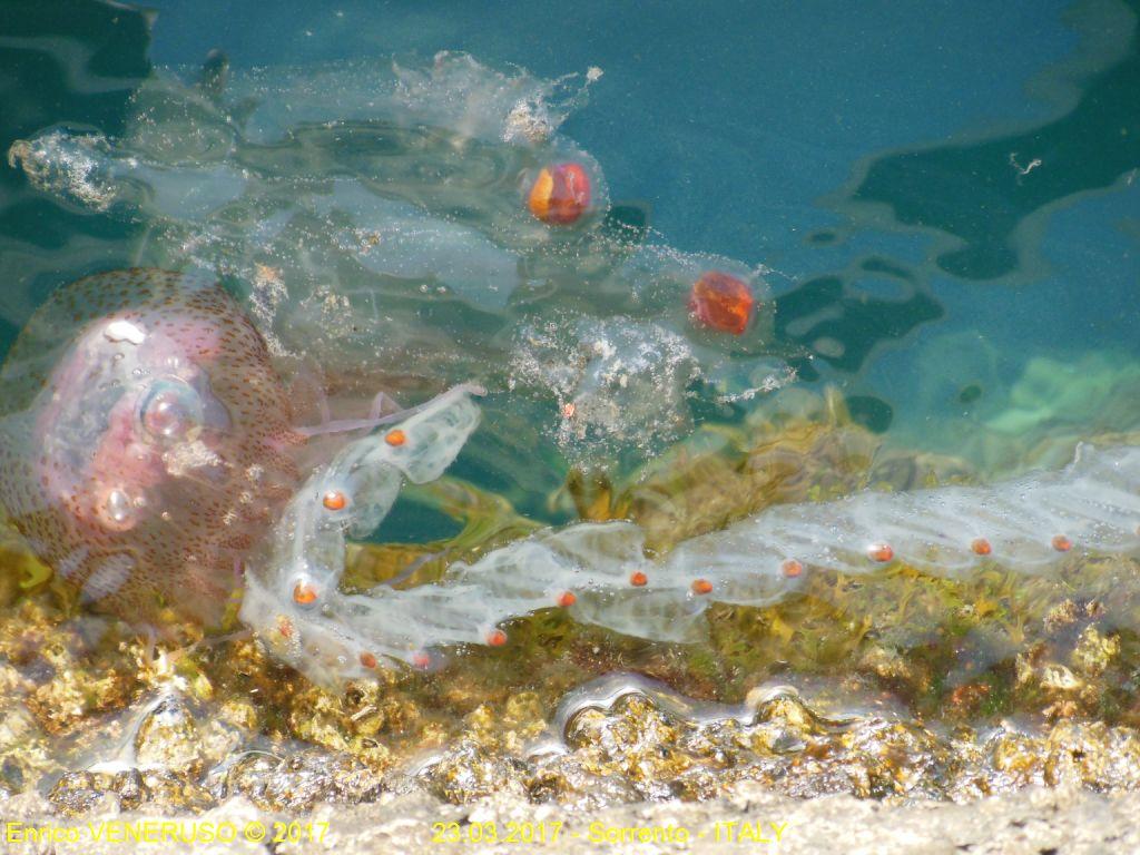 9 - Meduse varie - Various jellyfish.jpg